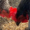 Poultry Treats